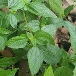 Eleutheranthera ruderalis Frunză