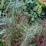 Carex muskingumensis عادت