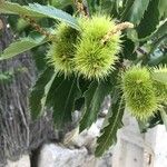 Castanea sativa Plod