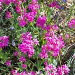 Atocion armeria অভ্যাস