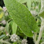 Phlomis purpurea Blatt