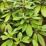 Rhododendron dauricum Leaf