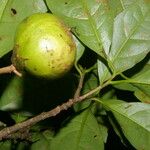 Bourreria costaricensis Ovoce
