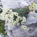 Saxifraga squarrosa Habit
