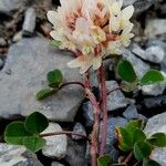 Trifolium pallescens Õis