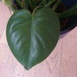 Philodendron hederaceum Hoja