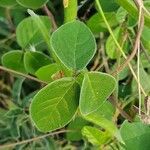 Macrotyloma uniflorum Leaf