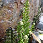 Polystichum orbiculatum Blad