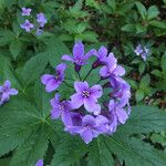 Cardamine pentaphyllos Kvet