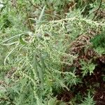 Artemisia verlotiorum Листок