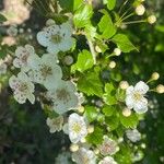 Crataegus laevigataFlower