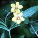 Lysimachia lanceolata Floare