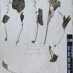 Rhynchoglossum obliquum Other