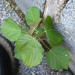 Tilia americanaBlad