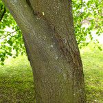 Tilia americana 樹皮