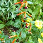 Cuphea ignea Blüte