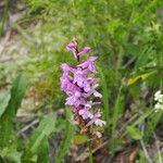 Dactylorhiza sp.Flors