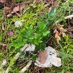 Vaccinium vitis-idaea Frunză