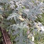 Solanum heterodoxum Hoja