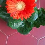 Gerbera jamesoniiFlower