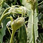 Epiphyllum hookeri Květ