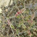 Salsola vermiculata Blomma