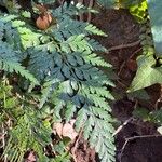 Asplenium onopteris List