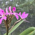 Epidendrum flexuosum