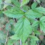 Rubus ursinus 葉