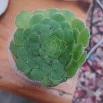 Aeonium tabulaeforme Lapas