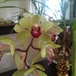 Cymbidium devonianumFlor