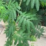 Mimosa polycarpa Blad