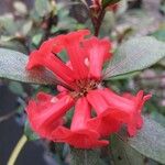 Rhododendron apoanum Flower