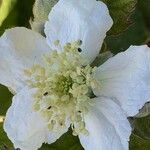 Rubus fruticosus Blüte