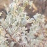 Artemisia tridentata Φύλλο