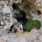 Cyclamen balearicum Habit