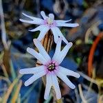 Silene ciliata Flor