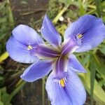 Iris unguicularis 花