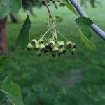 Crataegus phaenopyrum Плід