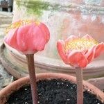 Haemanthus coccineus Květ