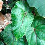 Begonia handelii Folha