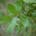 Pistacia terebinthus Листок