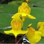 Utricularia vulgaris Flower