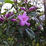 Rhododendron leptothrium