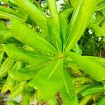 Scaevola taccada पत्ता