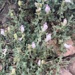 Antirrhinum hispanicum Hostoa