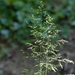 Poa trivialis Λουλούδι