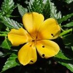 Turnera ulmifolia Flower