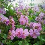 Geranium macrorrhizumΛουλούδι