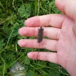 Phleum alpinumFlor